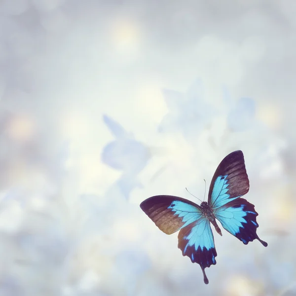 Blue Tropical Butterfly — Stock Photo, Image