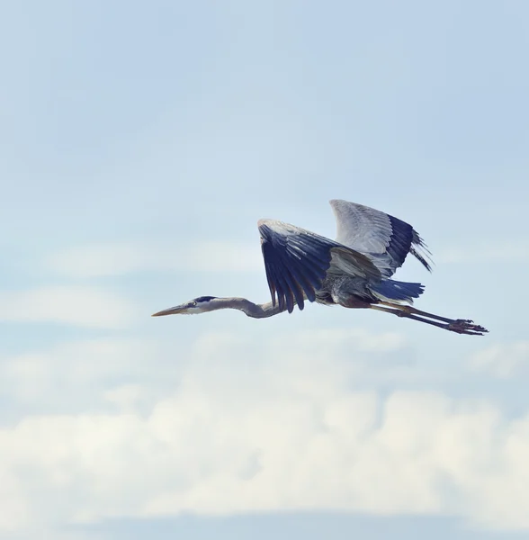 Great Blue Heron — Stock Photo, Image