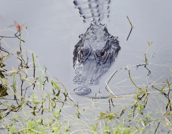 Aligator amerykański, pływanie — Zdjęcie stockowe