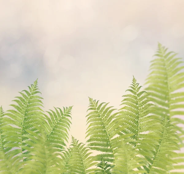 Grüne Farnblätter — Stockfoto