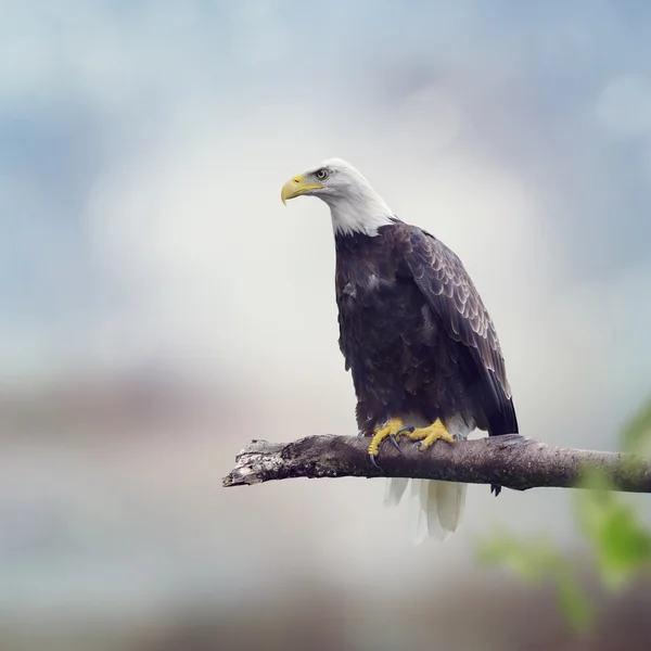 Aquila calva su un ramo — Foto Stock