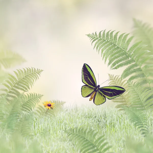 Green Butterfly and Plants — Stock Photo, Image