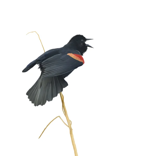 Αρσενικό – κόκκινο φτερωτό κότσυφας — Φωτογραφία Αρχείου
