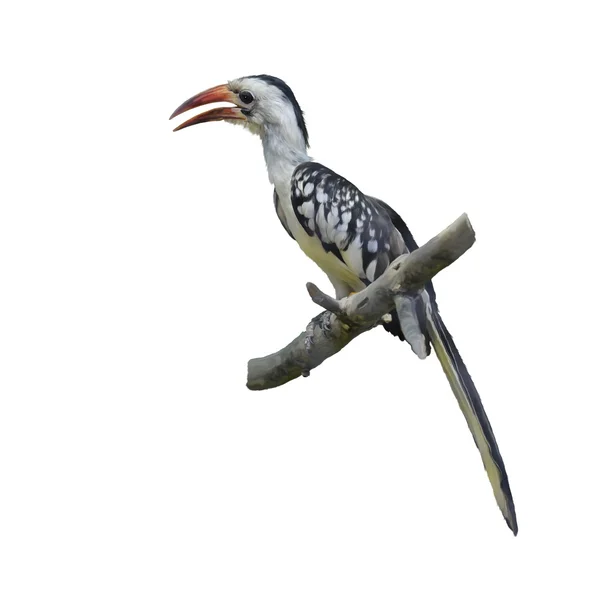 Västerländska Rödnäbbad hornbill — Stockfoto