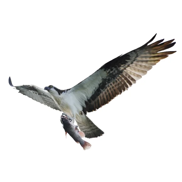 Osprey con pescado — Foto de Stock
