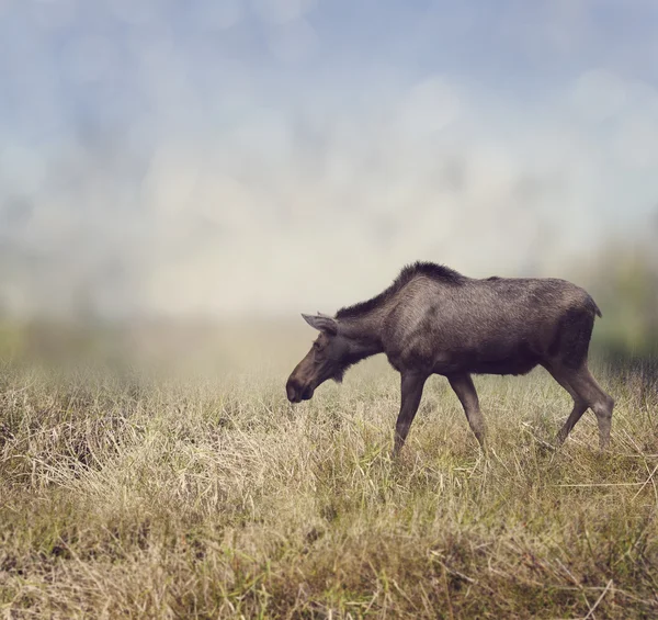 Vrouwelijke Moose wandelen — Stockfoto