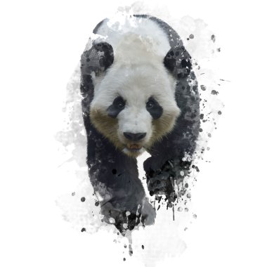 dev panda ayısı