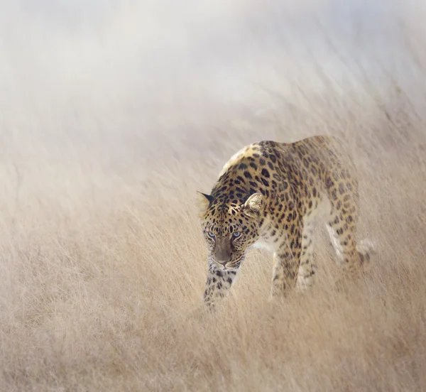 Leopardo nell'erba — Foto Stock
