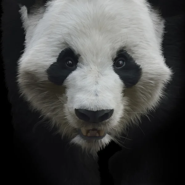 Oso Panda Gigante — Foto de Stock