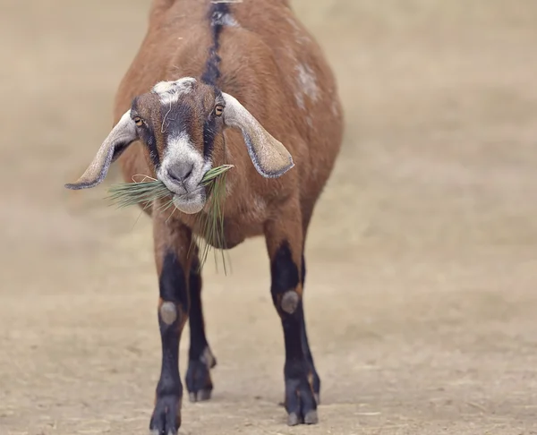 Kahverengi yerli keçi — Stok fotoğraf