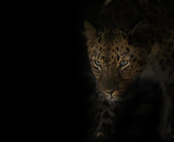 Leopardí portrét na černém pozadí — Stock fotografie