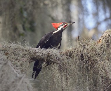 Pileated Woodpecker Perching clipart
