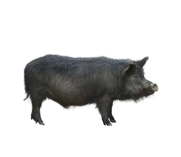 Wild zwarte Hog — Stockfoto