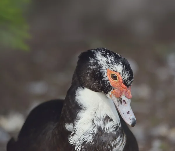 Portret kaczka piżmowa — Zdjęcie stockowe