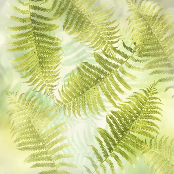 Fern verlaat achtergrond — Stockfoto