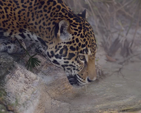 Leopard Drinking Water — Stock Photo, Image