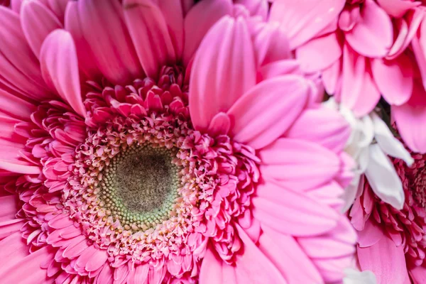 Wis van stuifmeel bloemen, close-up — Stockfoto