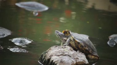Kaplumbağa, kırmızı kulaklı kaymak veya 
