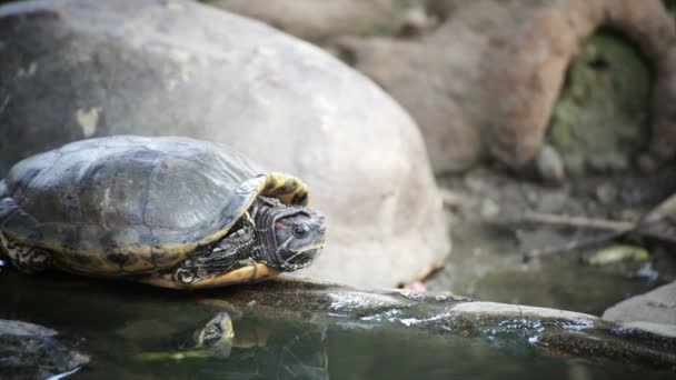 Schildpad, Red-eared schuifregelaar of "Trachemys scripta elegans" zonnebaden op de waterlijn, Hd — Stockvideo