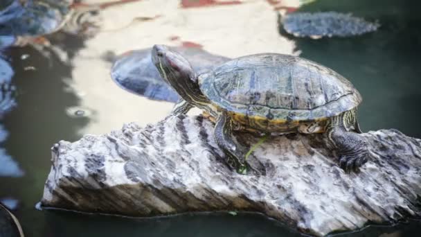 Schildpad, Red-eared schuifregelaar of "Trachemys scripta elegans" zonnebaden op de waterlijn, Hd — Stockvideo