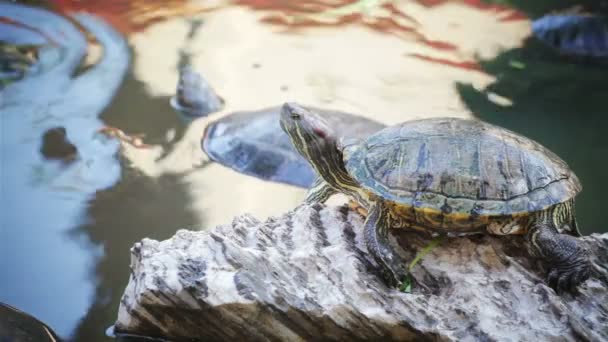 Turtle, Red-eared slider or "Trachemys scripta elegans" sunbathe on waterline, HD — Stock Video