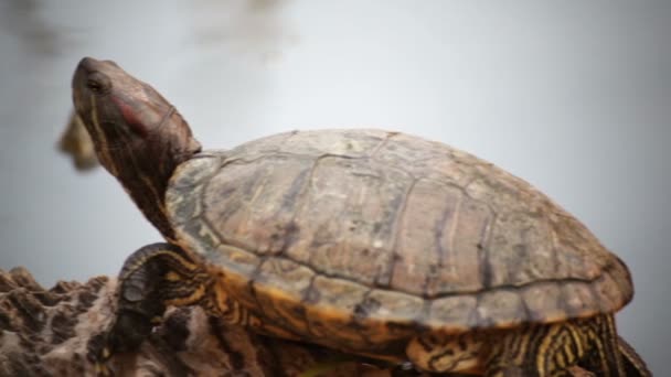 Turtle sicence names, Red-eared slider or "Trachemys scripta elegans" panning shot in HD — Stock Video