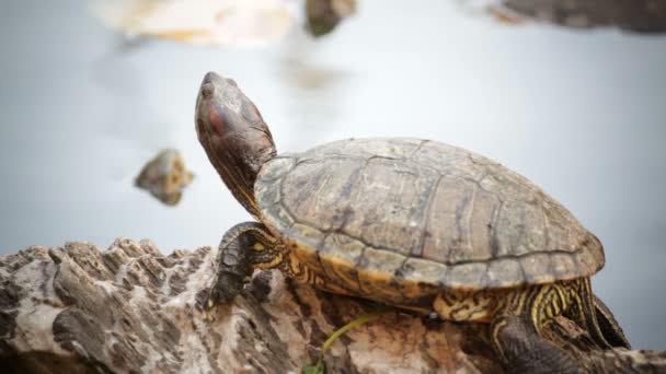 Sköldpadda, röd-eared reglaget eller "Trachemys scripta elegans" sola på vattenlinjen, Hd — Stockvideo