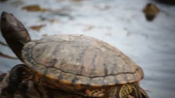 Schildpad sicence namen, Red-eared schuifregelaar of "Trachemys scripta elegans" panning schot in Hd — Stockvideo