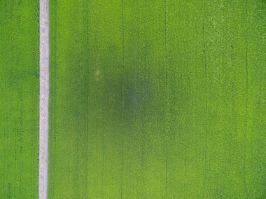 pirinç havadan görünümü, Asya thail alanları tarım arazisi