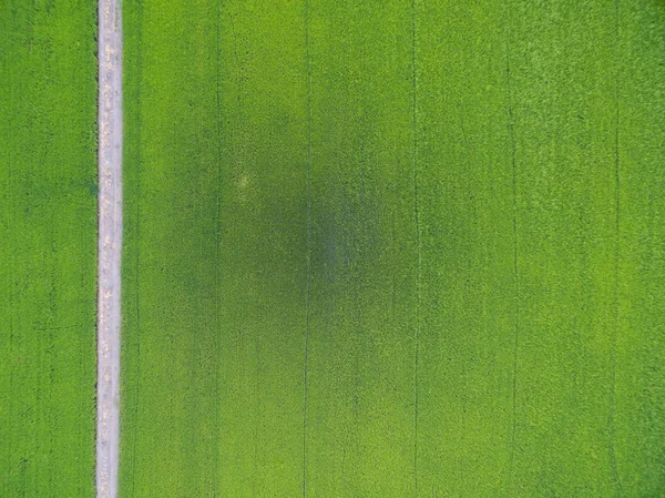 Воздушный вид на рис, поля сельскохозяйственного ландшафта Азии хвост — стоковое фото