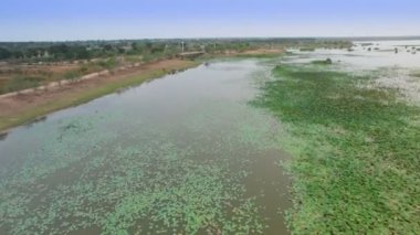 Göl veya gölet ve kamera hareketli kalabalık manda geçiş nehir kenarında, üzerinde hava anında görüntülemek atış, yüksek kaliteli görüntüleri 4k