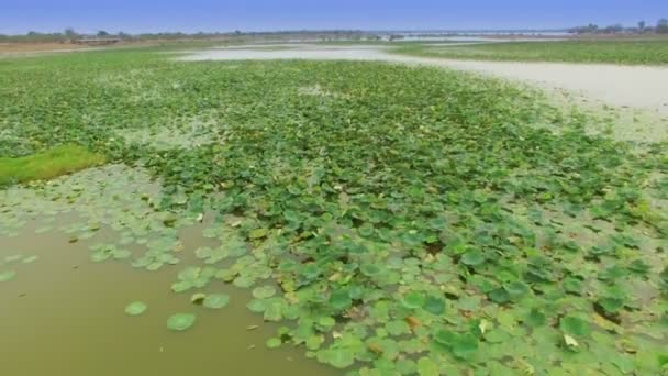 Mosca aérea sobre la vista superior del campo de flores de loto en el lago o el estanque, toma de vista de cámara móvil, imágenes de alta calidad 4K — Vídeo de stock