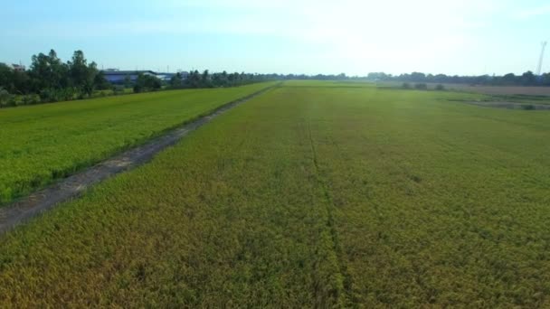 Campo de fazenda de arroz verde com sol no crepúsculo tempo e caminho na Tailândia; Imagens de alta qualidade HD, vista aérea — Vídeo de Stock