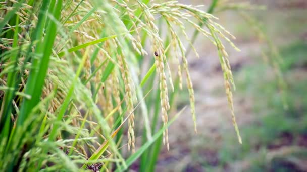 Campo de cultivo de arroz en el fondo del viento, vista de la cámara de ancho en HD — Vídeo de stock