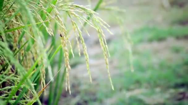 Campo de fazenda de arroz no fundo do vento, câmera de largura vista tiro em HD — Vídeo de Stock