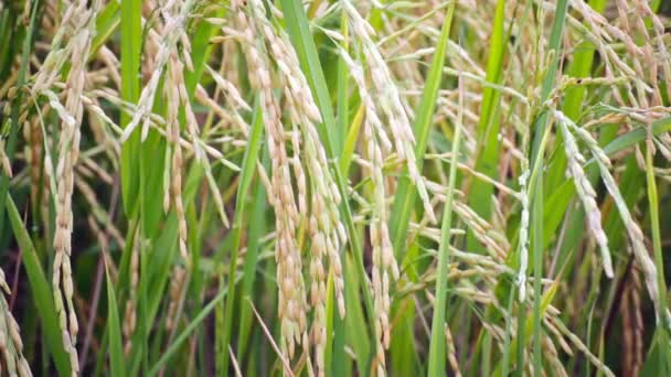 Campo de cultivo de arroz en el fondo del viento, vista de la cámara de ancho en HD — Vídeos de Stock