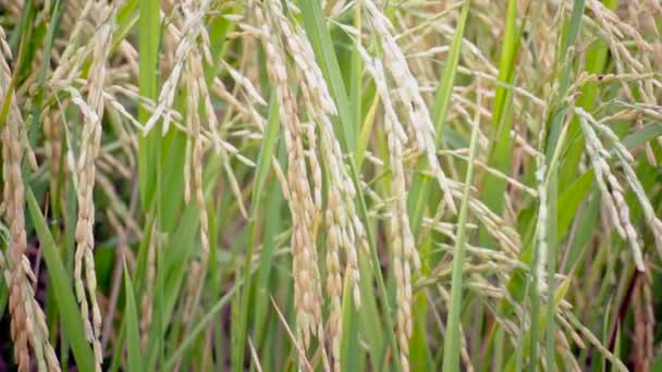 Campo de cultivo de arroz en el fondo del viento, vista de la cámara de ancho en HD — Vídeos de Stock