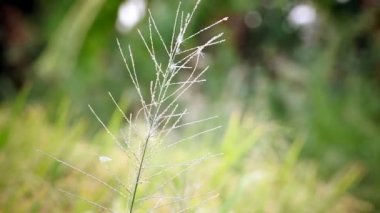 Çimen çiçek stand Rüzgar bulanıklık bokeh arka planda, klasik romantik sahne genişliği kamera görüntüsü Hd vurdu