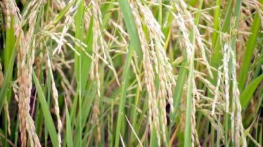 Pirinç çiftlik alan genişliği kamera görüntüsü Hd vurdu Rüzgar planda