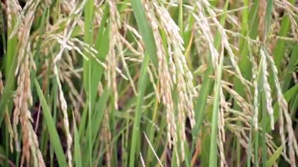 Campo de cultivo de arroz en el fondo del viento, vista de la cámara de ancho en HD — Vídeos de Stock