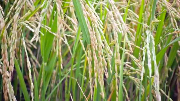 Campo de cultivo de arroz en el fondo del viento, vista de la cámara de ancho en HD — Vídeo de stock