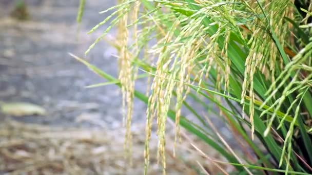 Campo de cultivo de arroz en el fondo del viento, vista de la cámara de ancho en HD — Vídeo de stock
