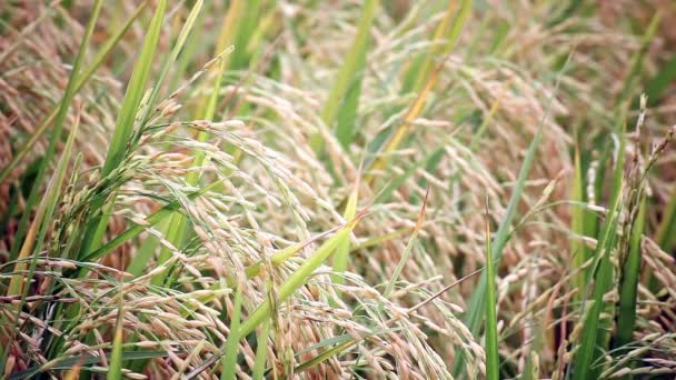 Campo de cultivo de arroz en el fondo del viento, vista de la cámara de ancho en HD — Vídeos de Stock