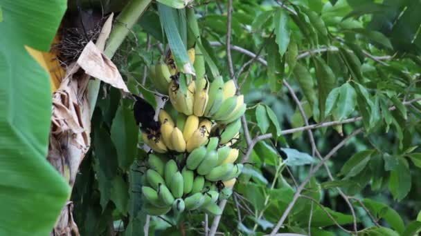Vogel, bulbul Vogel essen wachsenden Haufen Bananen auf Plantage, Tracking Nahaufnahme aufgenommen qualitativ hochwertige Aufnahmen in hd — Stockvideo