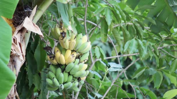 Ptak, ptak Bulbul jedzenia rośnie wiązka bananów na plantacji, śledzenie zbliżenie strzał wysokiej jakości materiału w Hd — Wideo stockowe