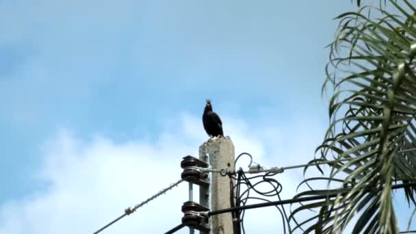 Fågel, namn "Gemensamma Myna" eller "Sturndae fågel" står och sjunger på belysning elektriska pole och blå himmel bakgrund, tracking shot högkvalitativa filmer i Hd — Stockvideo