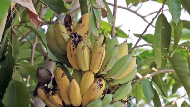 Bird, Bulbul bird eating growing bunch of bananas on plantation, tracking closeup shot high quality footage in HD — Stock Video