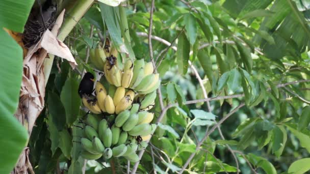 Vogel, bulbul Vogel essen wachsenden Haufen Bananen auf Plantage, Tracking Nahaufnahme aufgenommen qualitativ hochwertige Aufnahmen in hd — Stockvideo