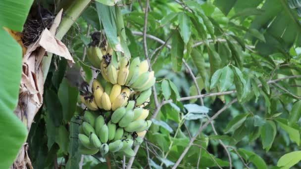 Ptak, ptak Bulbul jedzenia rośnie wiązka bananów na plantacji, śledzenie zbliżenie strzał wysokiej jakości materiału w Hd — Wideo stockowe