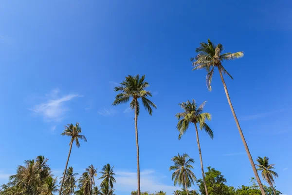 Grupo de palmeras de coco con fondo azul cielo, como verano ellos — Foto de Stock